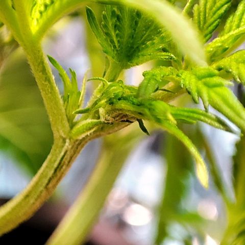 Sweet ZZ growlog timeline photo