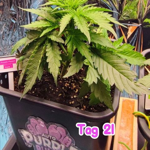 Purple Punch Auto  growlog timeline photo