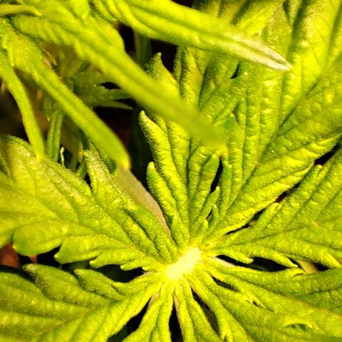Purple Punch Auto  growlog timeline photo