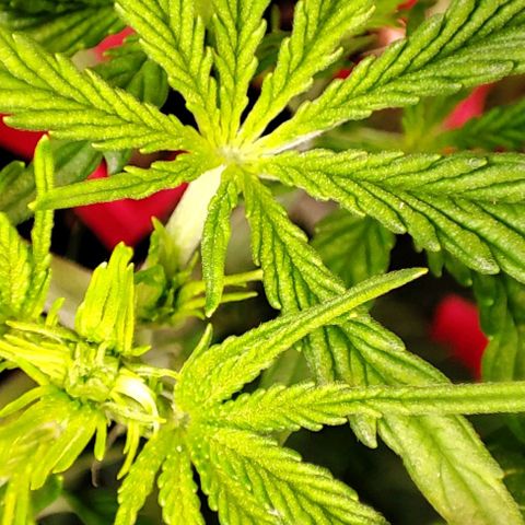 Apple Fritter growlog timeline photo