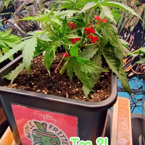 Apple Fritter growlog timeline photo