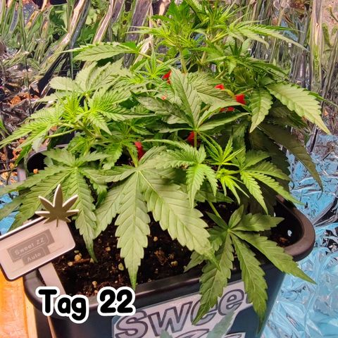 Sweet ZZ growlog timeline photo