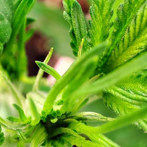 Sweet ZZ growlog timeline photo