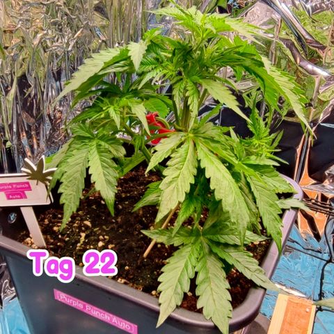 Purple Punch Auto  growlog timeline photo