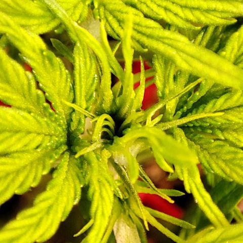 Purple Punch Auto  growlog timeline photo