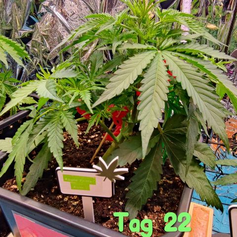 Apple Fritter growlog timeline photo