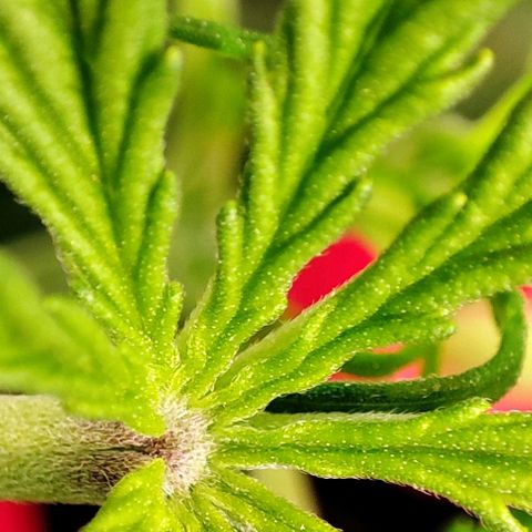Apple Fritter growlog timeline photo