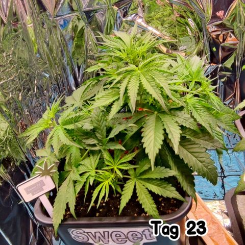 Sweet ZZ growlog timeline photo