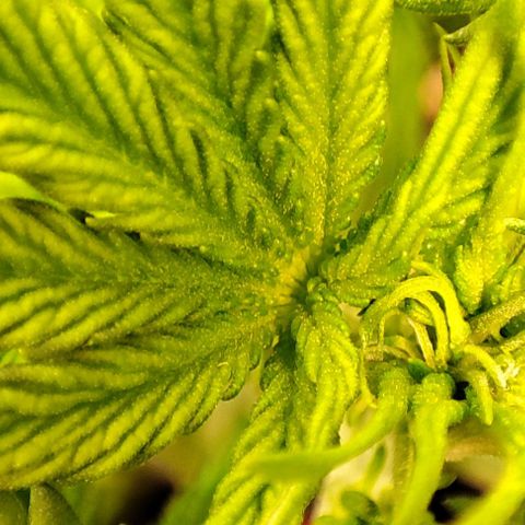 Purple Punch Auto  growlog timeline photo