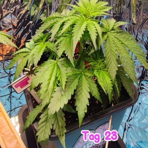Purple Punch Auto  growlog timeline photo