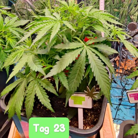 Apple Fritter growlog timeline photo
