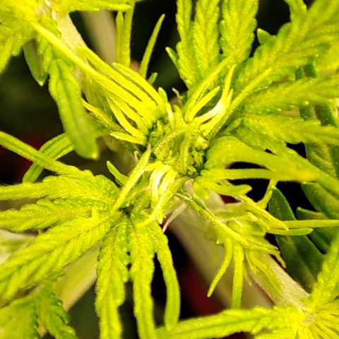 Apple Fritter growlog timeline photo