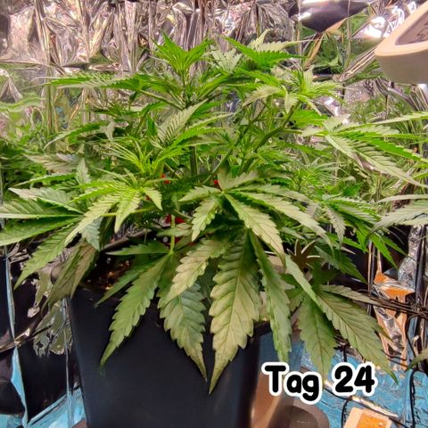 Sweet ZZ growlog timeline photo