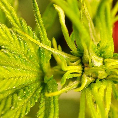 Sweet ZZ growlog timeline photo