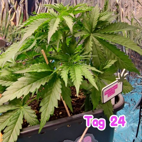 Purple Punch Auto  growlog timeline photo
