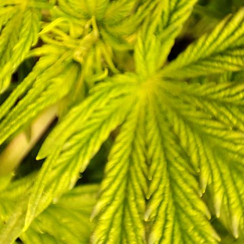 Purple Punch Auto  growlog timeline photo