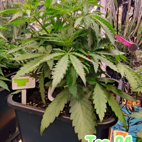 Apple Fritter growlog timeline photo