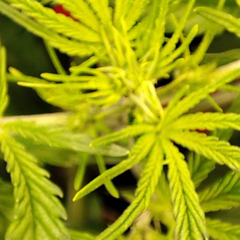 Apple Fritter growlog timeline photo