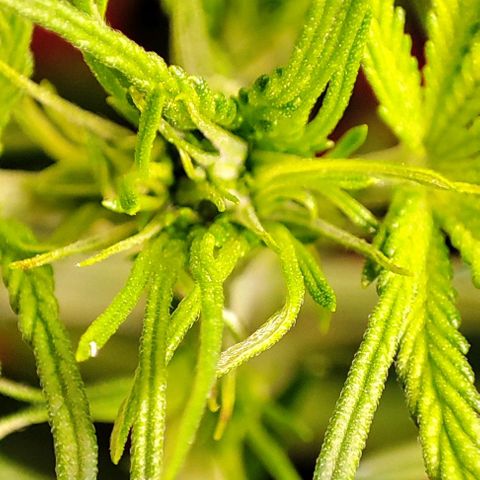 Sweet ZZ growlog timeline photo