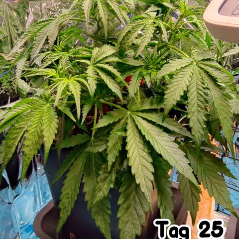 Sweet ZZ growlog timeline photo