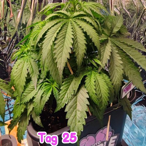 Purple Punch Auto  growlog timeline photo