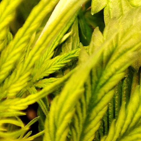 Purple Punch Auto  growlog timeline photo