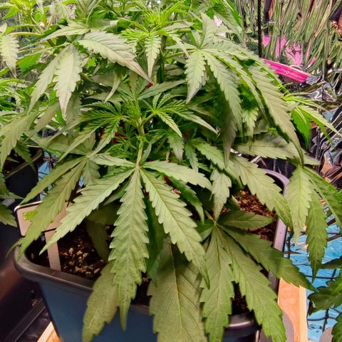 Apple Fritter growlog timeline photo