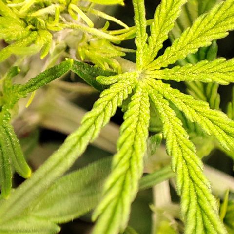 Apple Fritter growlog timeline photo