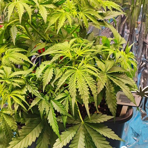 Sweet ZZ growlog timeline photo