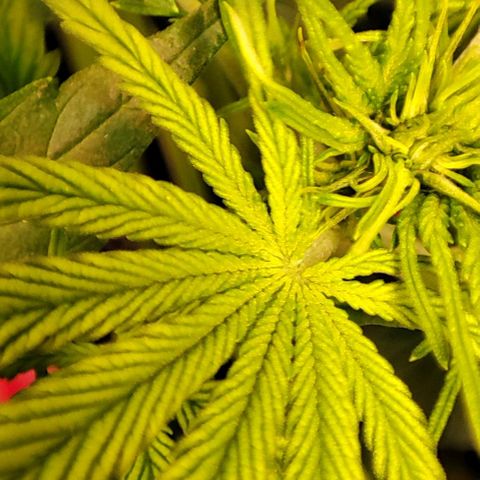 Sweet ZZ growlog timeline photo