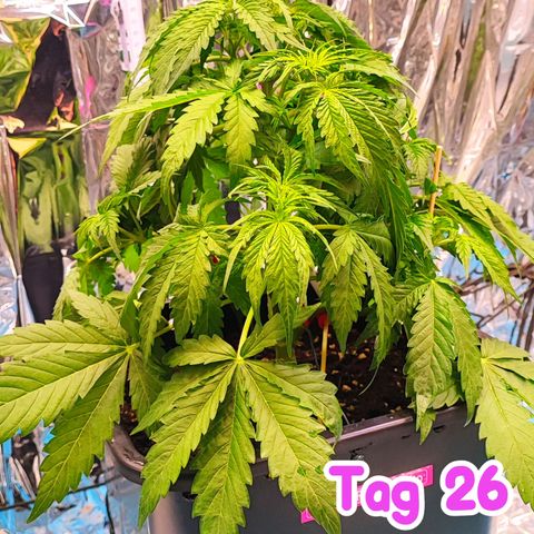 Purple Punch Auto  growlog timeline photo