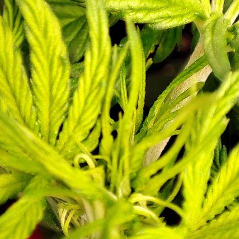 Purple Punch Auto  growlog timeline photo