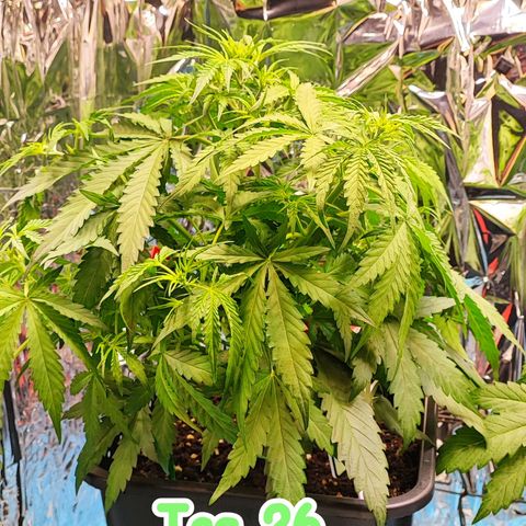 Apple Fritter growlog timeline photo