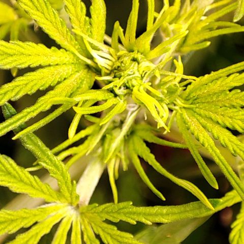 Apple Fritter growlog timeline photo