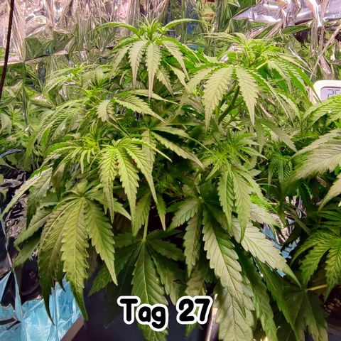 Sweet ZZ growlog timeline photo