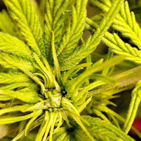 Sweet ZZ growlog timeline photo