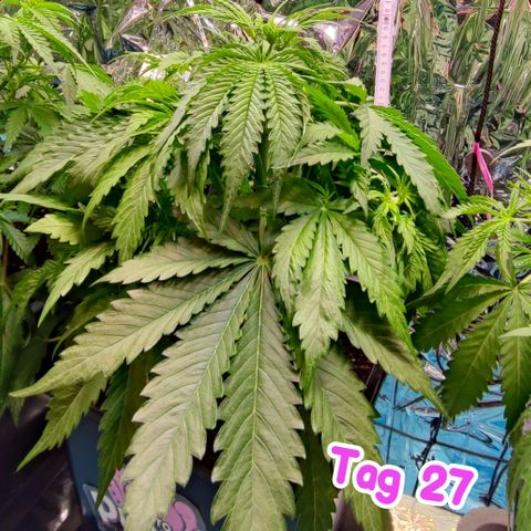 Purple Punch Auto  growlog timeline photo