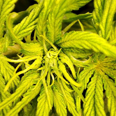 Purple Punch Auto  growlog timeline photo