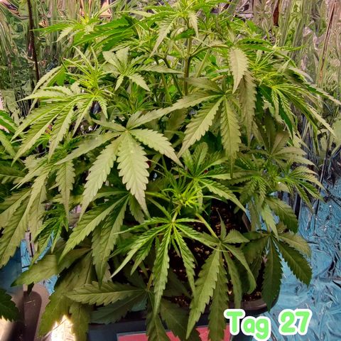Apple Fritter growlog timeline photo
