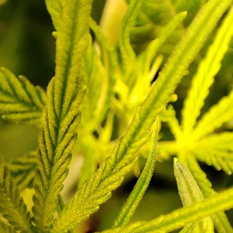 Apple Fritter growlog timeline photo