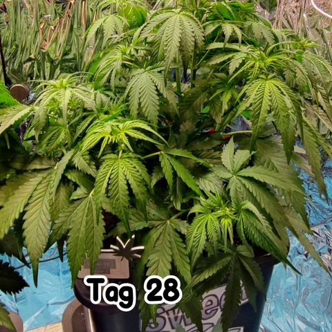 Sweet ZZ growlog timeline photo