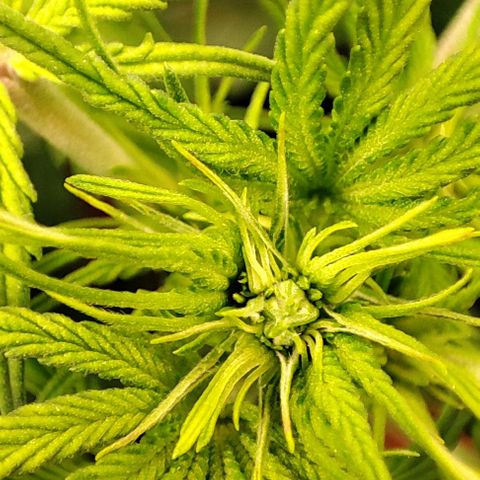 Sweet ZZ growlog timeline photo