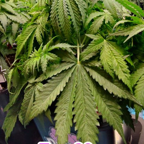 Purple Punch Auto  growlog timeline photo