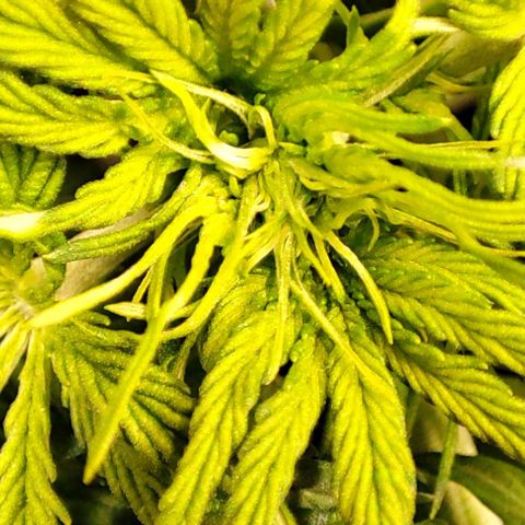 Purple Punch Auto  growlog timeline photo