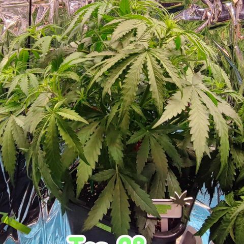 Apple Fritter growlog timeline photo
