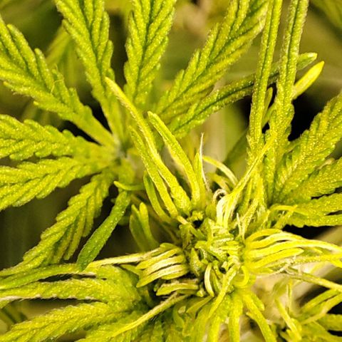 Apple Fritter growlog timeline photo