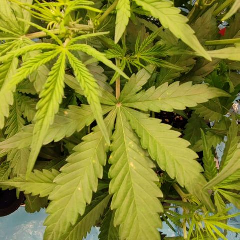 Apple Fritter growlog photo: Vereinzelt auf den Blättern. Vermutlich Kalziummangel