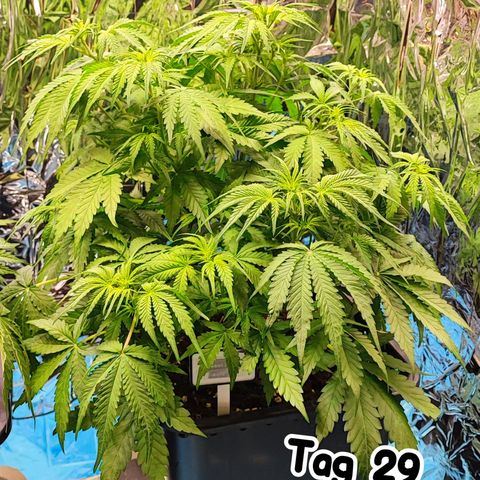 Sweet ZZ growlog timeline photo