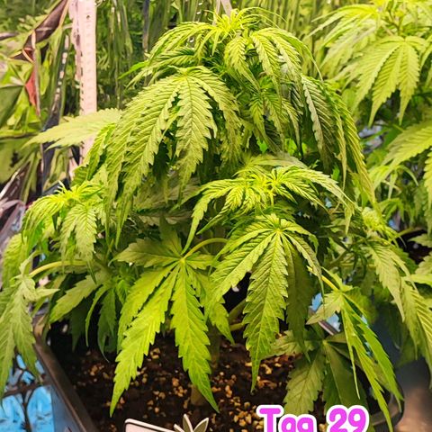 Purple Punch Auto  growlog timeline photo