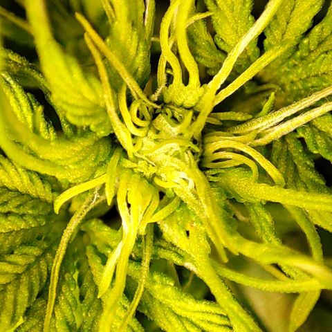 Purple Punch Auto  growlog timeline photo